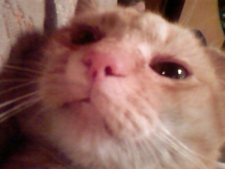 mon gros