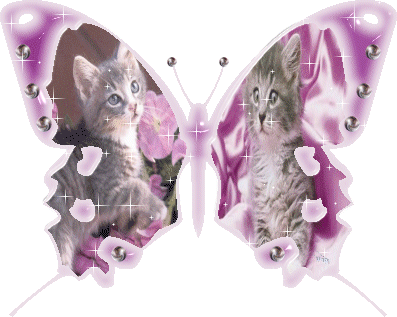 chat papillion