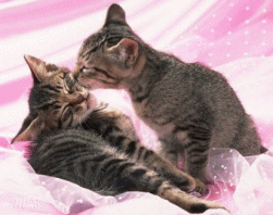 j adors les chats