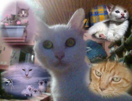ts mes chat
