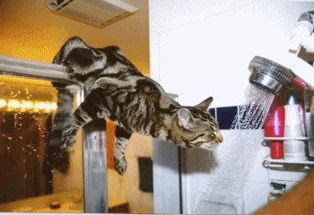 un chat drole